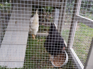 Nos deux poulettes  